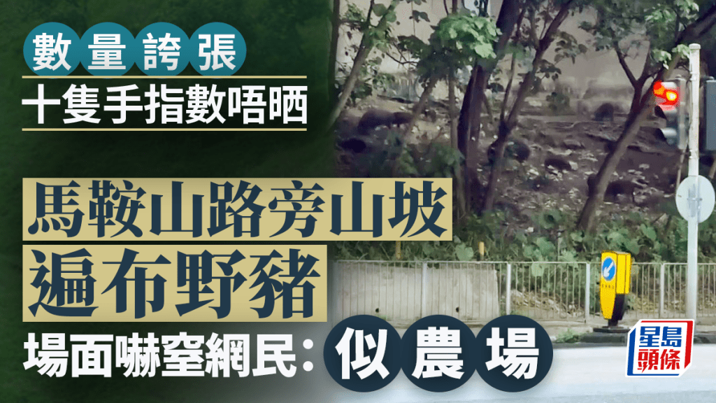 馬鞍山路旁山坡遍布野豬 數量誇張十隻手指數唔晒 密度高似農場嚇窒網民 馬鞍山路旁山坡遍布野豬 數量誇張十隻手指數唔晒 密度高似農場嚇窒網民