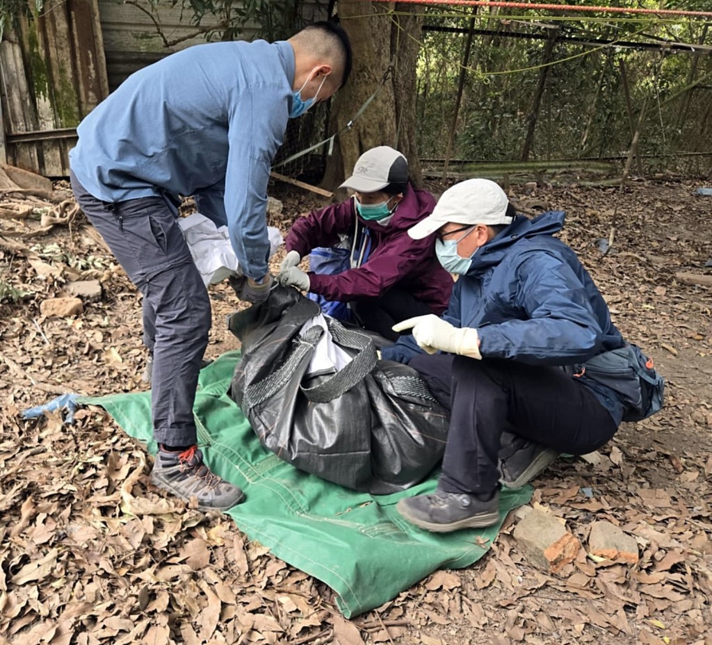 漁護署人員在打鼓嶺週田村捕獲一隻野豬。fb：漁農自然護理署