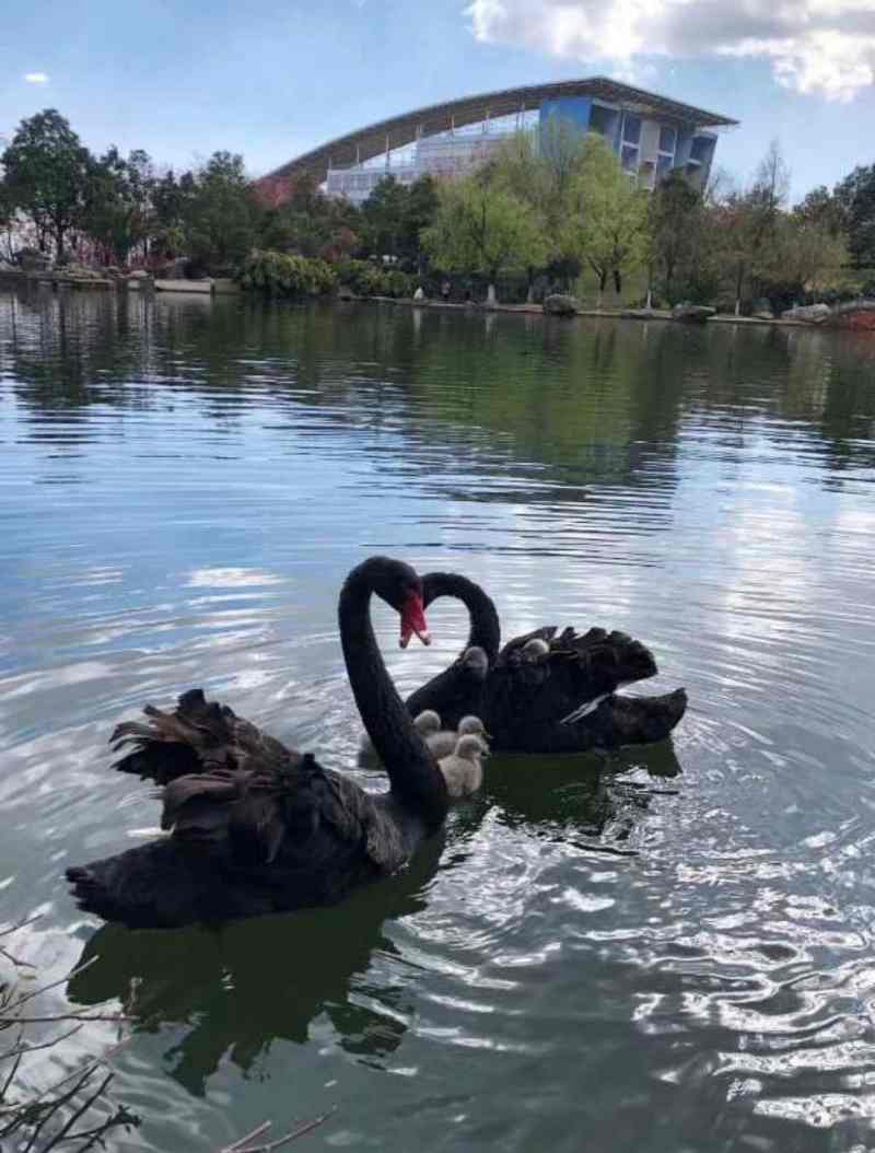 被咬死的黑天鹅包括成年天鹅及中小天鹅。网图