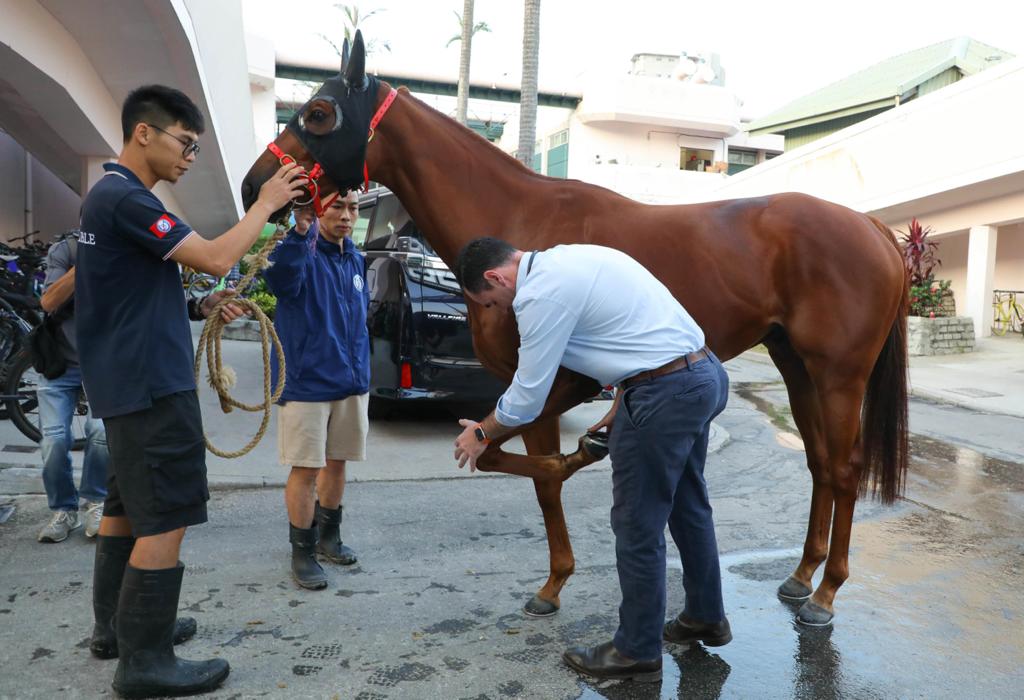 獸醫會在賽前檢驗馬匹，確保適宜作賽。馬會供圖