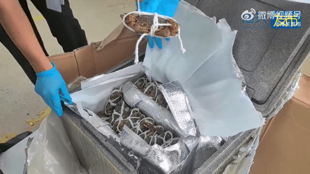 海关在被申报为桌板的发泡胶箱内发现大量大闸蟹。 海关发布