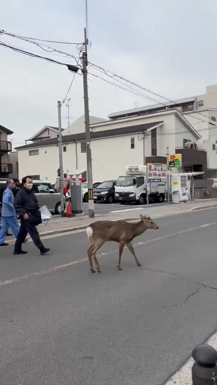 奈良鹿在大阪乱过马路。 X@xo719xo