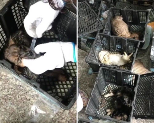 發臭「寵物盲盒」滯留蘇州中通快遞站，21隻貓狗死亡，倖存的也染上疾病。