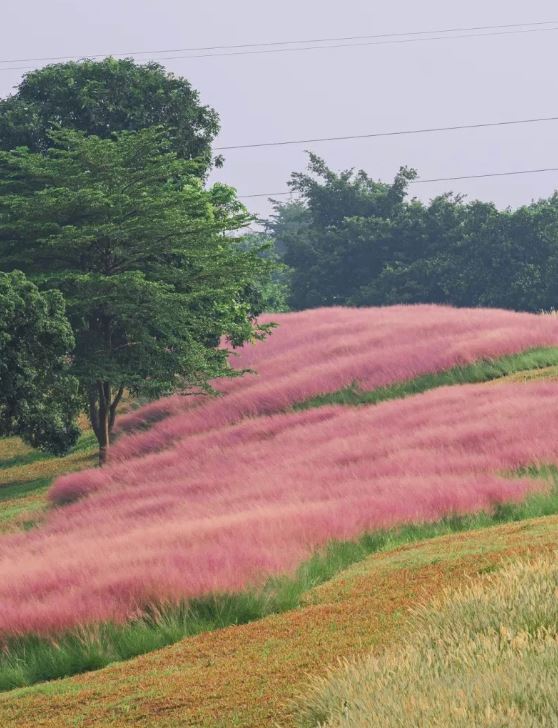 陌上花公园