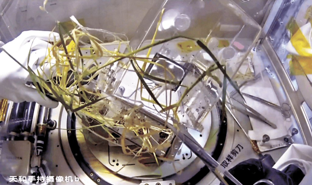 黎家盈等人完成水稻再繁育工作,採集樣品將帶返地球。中國載人航天工程 黎家盈等人完成水稻再繁育工作,採集樣品將帶返地球。中國載人航天工程