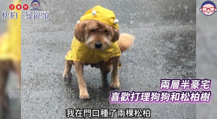 朱咪咪愛犬。 朱咪咪愛犬。