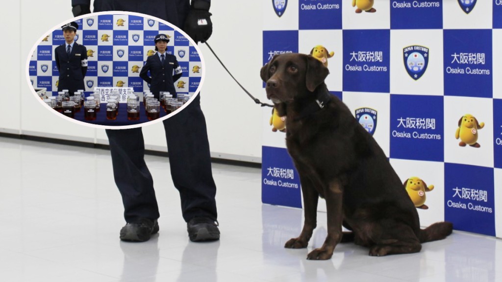 關西機場偵毒犬揭發一名偷運液體大麻的台灣女子入境。大阪關稅