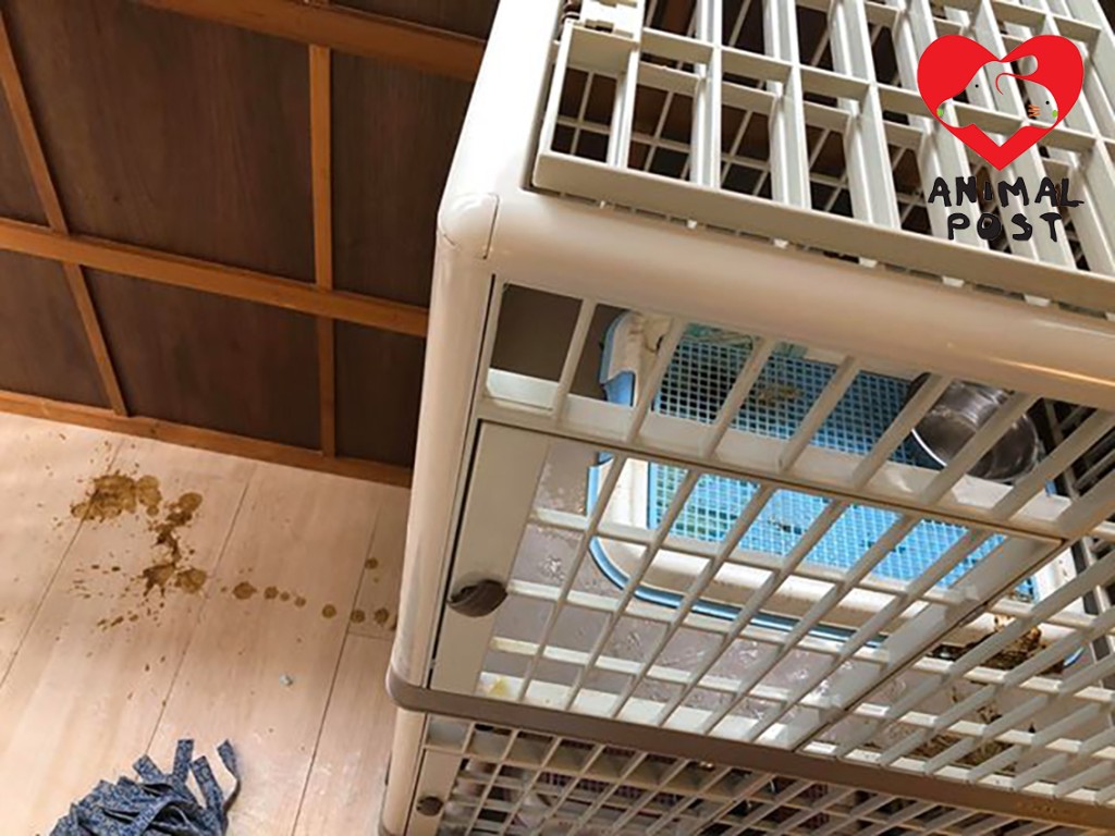 早前員工爆料狗狗和糞便。香港動物報FB