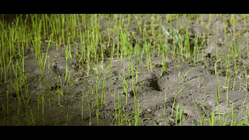 原來在水稻田的淤泥上行走，其實十分艱難和辛苦。