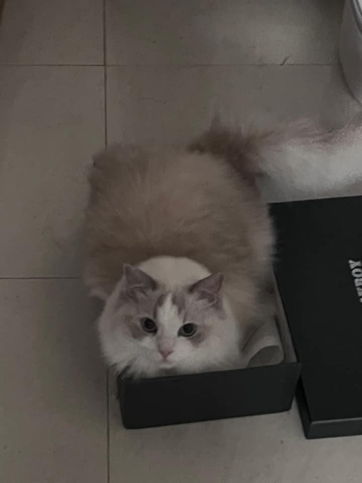 有網民依樣畫葫蘆自製「盒中貓」。