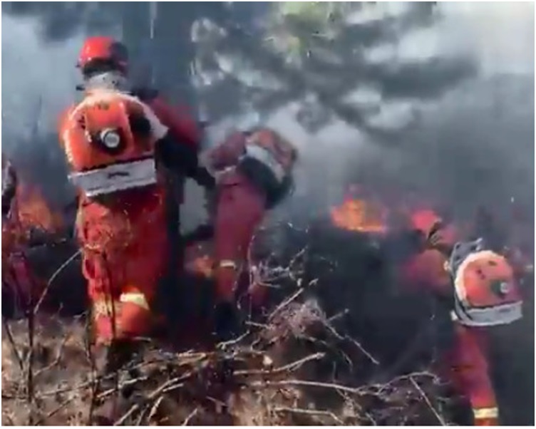 当局已出动1600名森林消防员赶赴扑救。