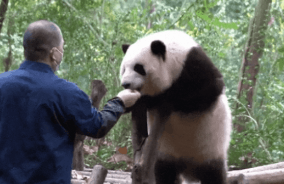 大熊貓「花花」與飼養員譚爺爺一同被網友們稱為「譚棉花」組合。