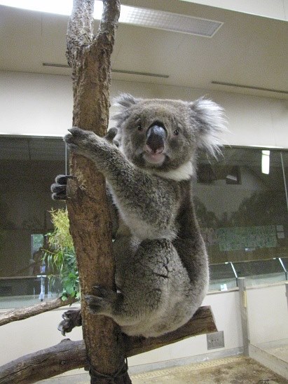 大阪市天王寺動物園FB圖片