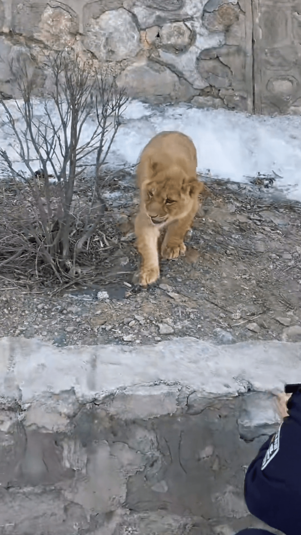 山西高速路上驚現非洲獅幼崽。平安高平@抖音