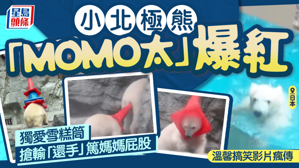 日本小北極熊「MOMO太」萌爆 對雪糕筒情有獨鍾 搶輸還對媽媽還手