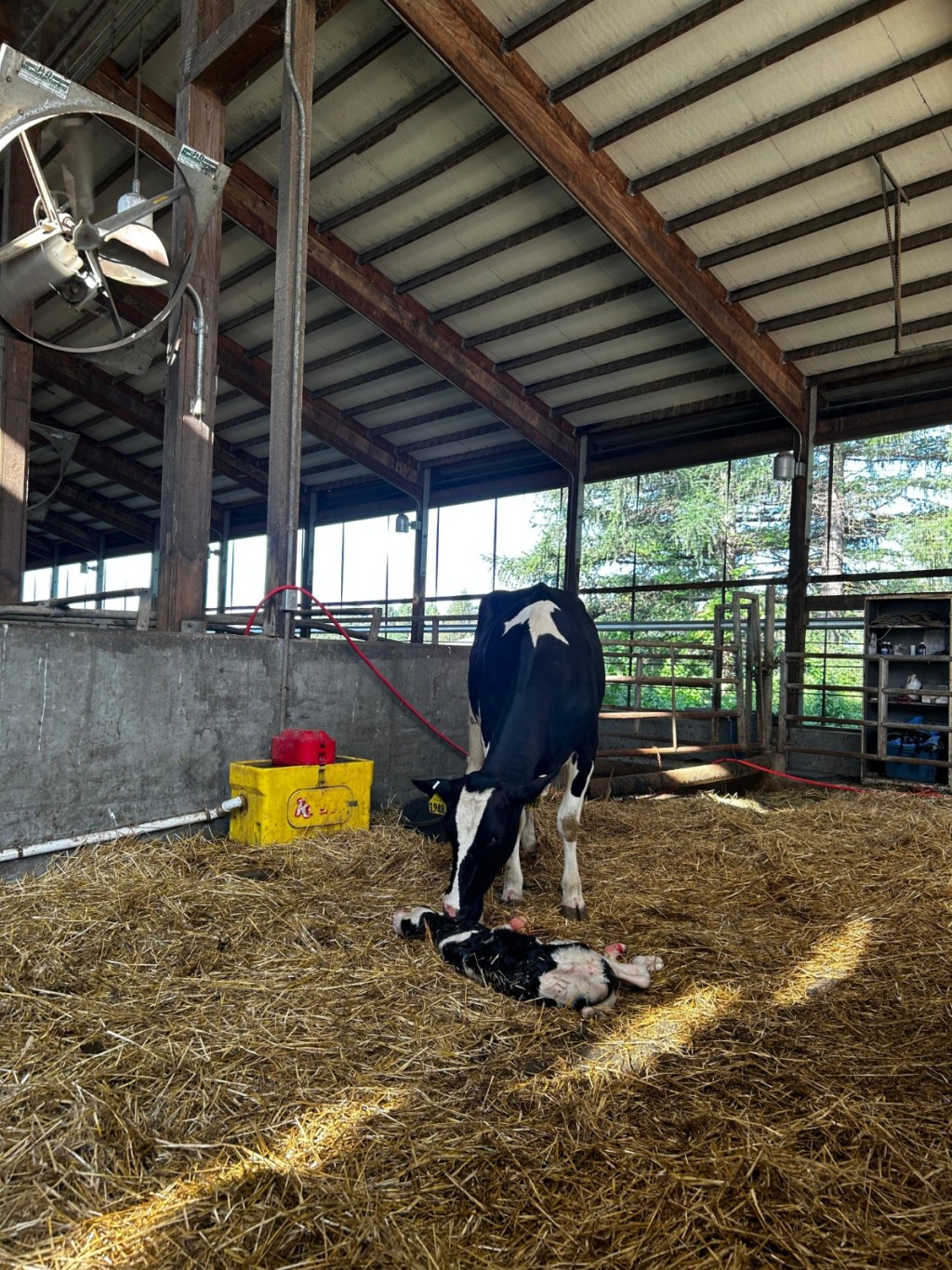 以動物分娩為例,新生命誕生同時伴隨着鮮血與剖腹,在考慮修讀獸醫前,學生應考慮自己的接受程度。(圖片來源:受訪者提供) 以動物分娩為例,新生命誕生同時伴隨着鮮血與剖腹,在考慮修讀獸醫前,學生應考慮自己的接受程度。(圖片來源:受訪者提供)