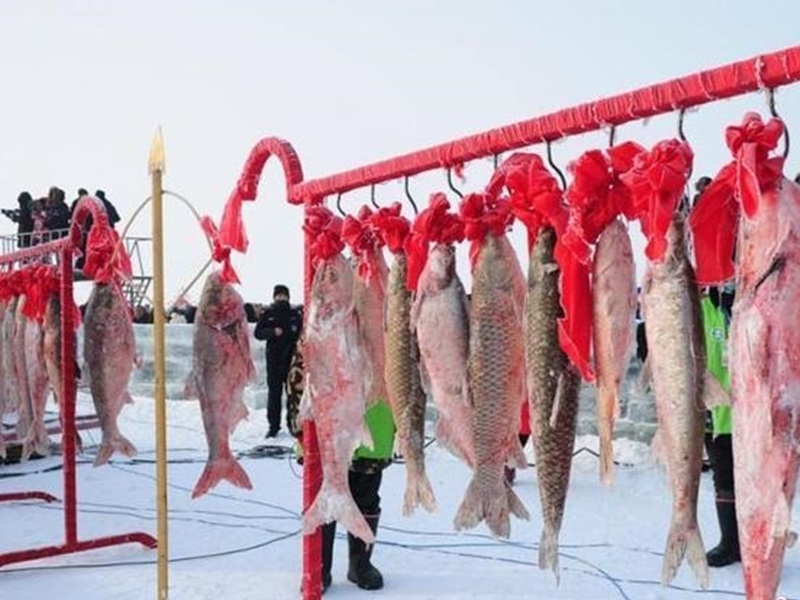 一排排魚。網圖