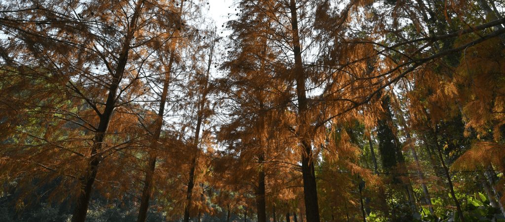 流水响拥树林美景，彷如置身日本轻井泽。