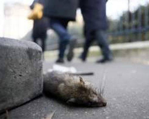 內蒙古四子王旗確診一例腺鼠疫病例。（資料圖片）