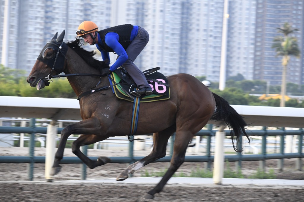 「晨曦俪人」情绪越来越勇，步挺轻爽有力。