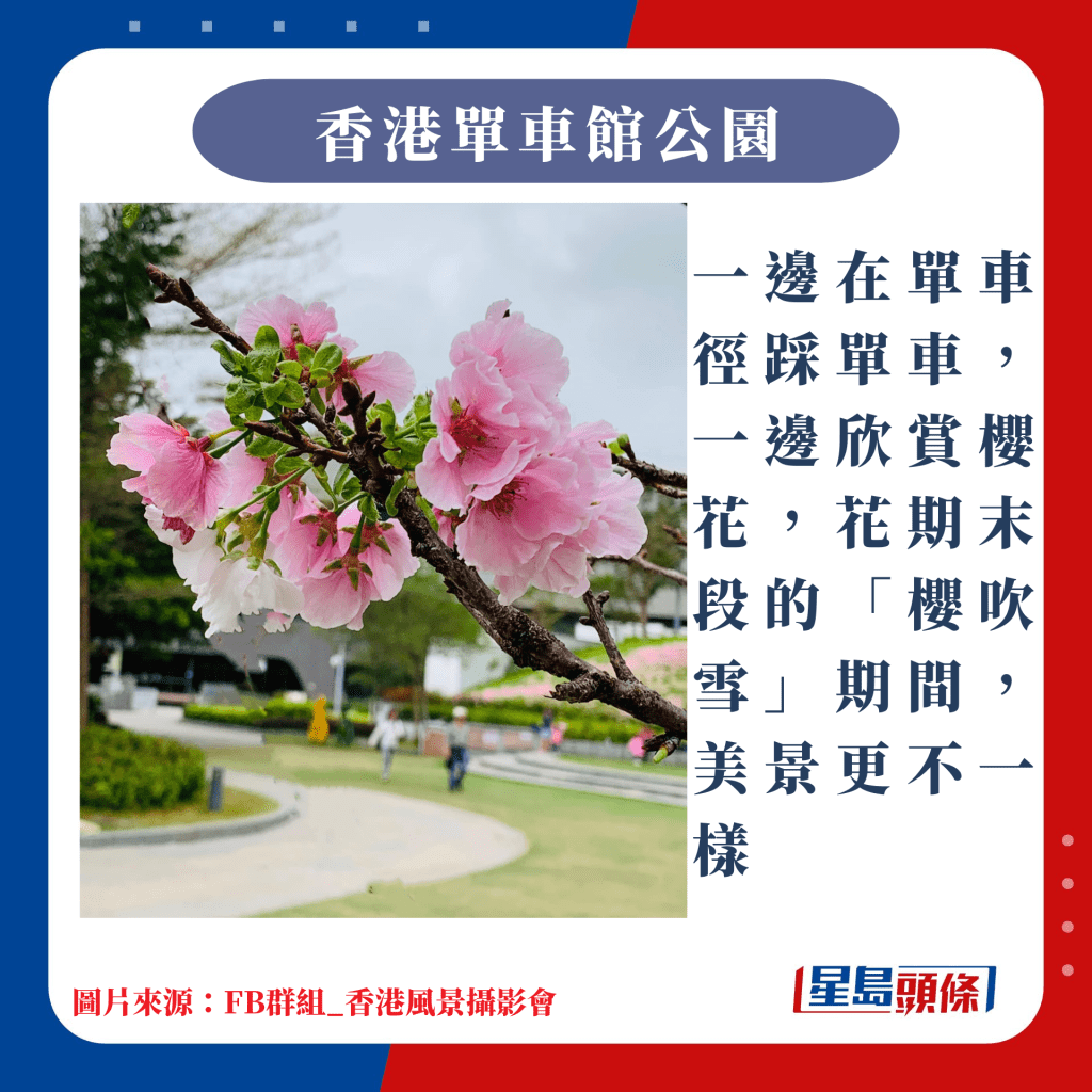 香港10大赏樱热点｜公园内种植了逾10棵樱花