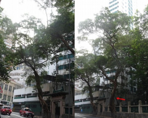 報告指鄧志昂樓前兩株細葉榕的健康及結構情況差，對公眾安全構成風險，建議移除。地政總署圖片
