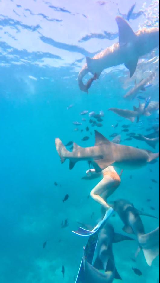 內地女遊客「大姨媽」到仍潛水，疑血腥味刺激鯊魚，導致手部被咬出血洞。抖音＠我愛藍色