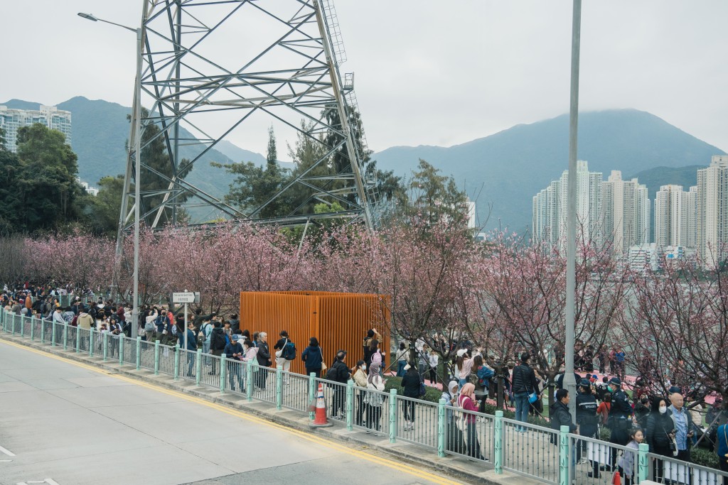 機場櫻花園是不少市民近期假期好去處。資料圖片