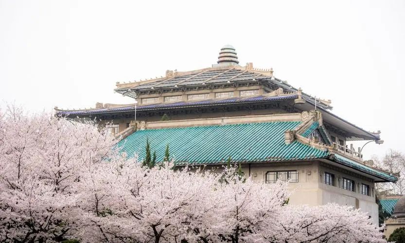 武汉大学每年都吸引不少人游客赏樱。