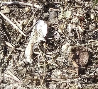 facebook截圖（資料來源：Patty Lee＠facebook將軍澳主場）