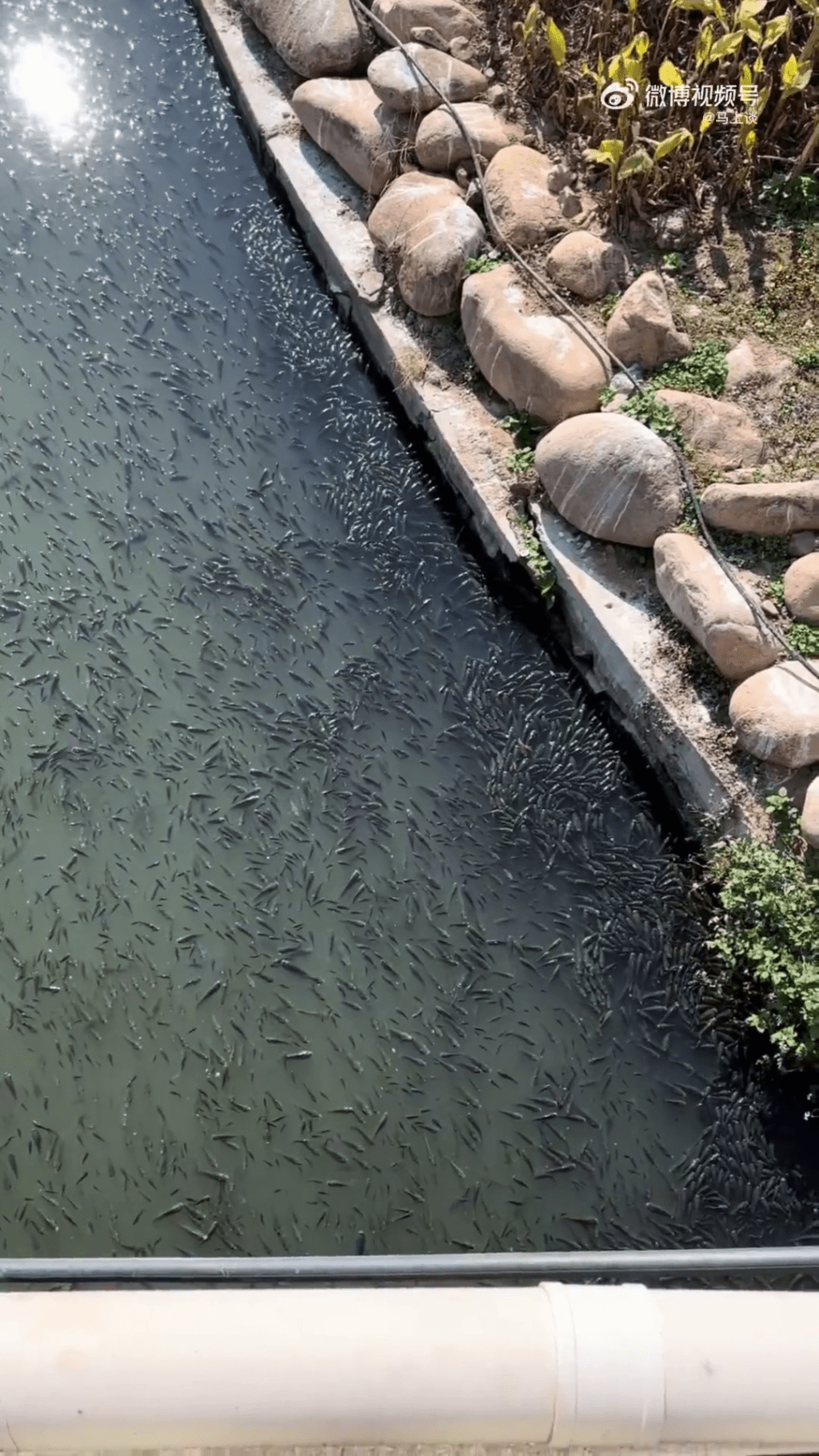 溫州一河面密密麻麻佈滿羅非魚，疑因天氣太凍浮上水面曬太陽。