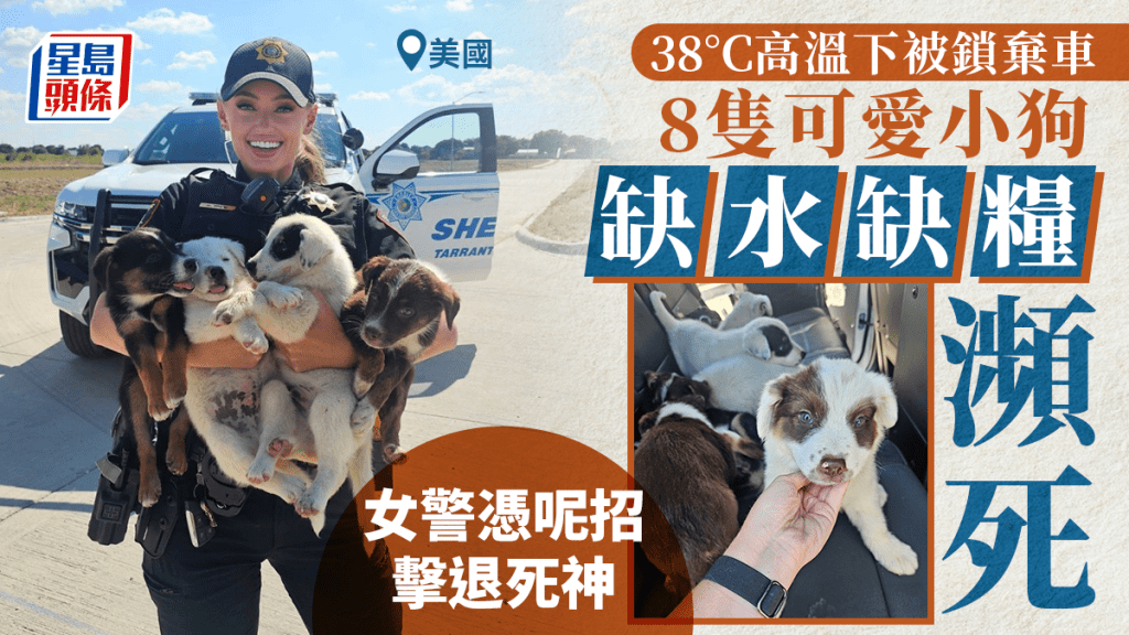 女警官海莉救出8隻小狗，希望每隻小狗都能得到收養。（FB@Tarrant County Sheriff's Office）