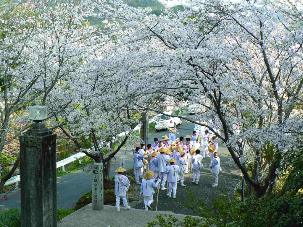 在日本，賞櫻不是看櫻花的開放，而是看櫻花凋謝的一刻。