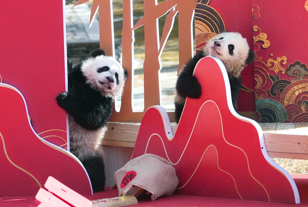 在成都大熊猫繁育研究基地，2025级新生大熊猫幼崽亮相新春主题活动。 中新社/新华社