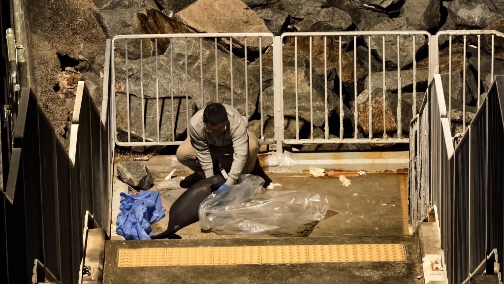 愛協到場將海豚屍體檢走。