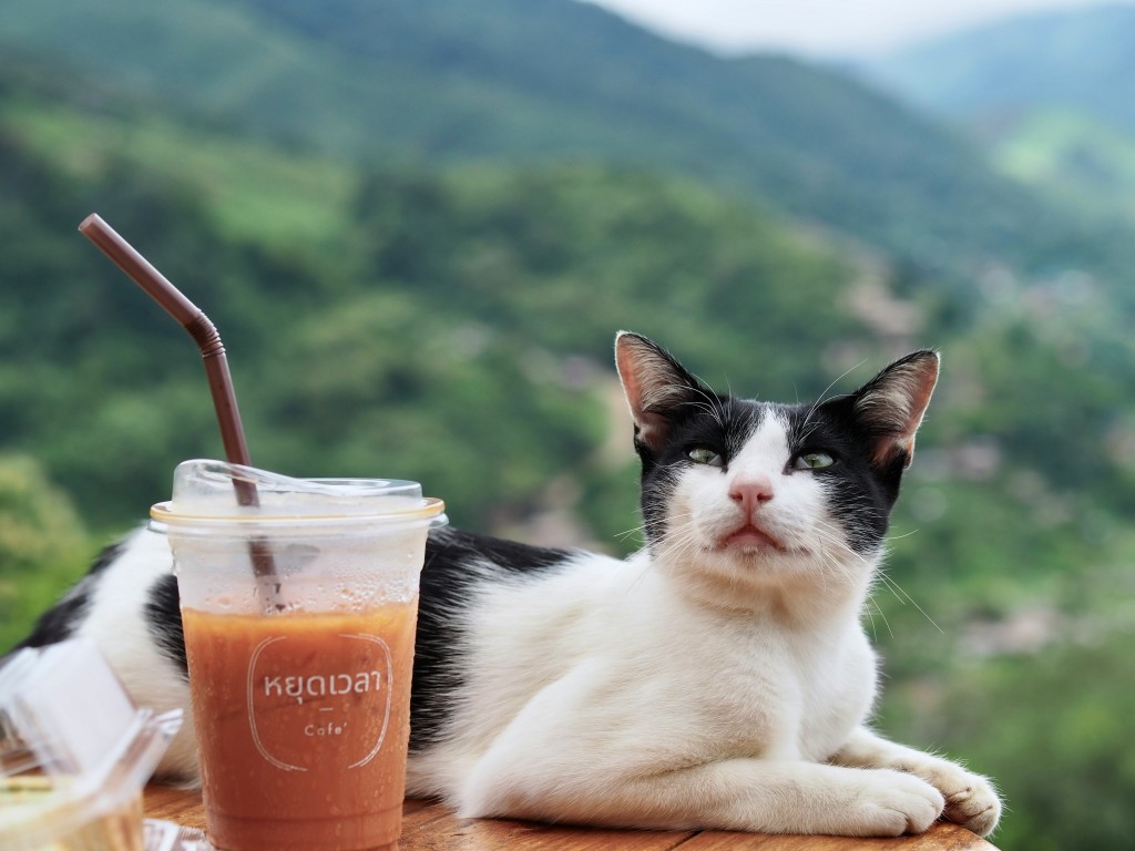 泰國不少咖啡店以貓咪作招徠。Unsplash 泰國不少咖啡店以貓咪作招徠。Unsplash
