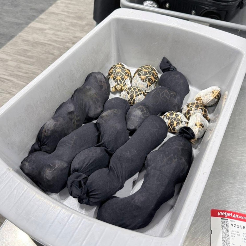 19歲台灣女子體態及步姿奇怪，圖帶30隻印度星龜離開泰國。 泰國國家公園、野生動植物保護部