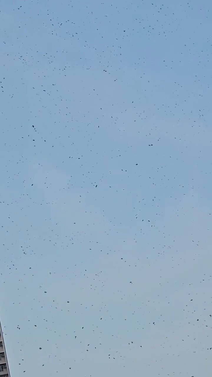 天水圍漫天飛蟲如天降豆豉。fb「天水圍街坊鄰里」截圖 天水圍漫天飛蟲如天降豆豉。fb「天水圍街坊鄰里」截圖