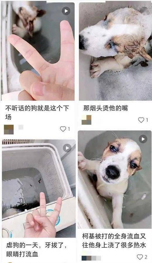 拍片者舉起勝利的「V字」手勢。網圖