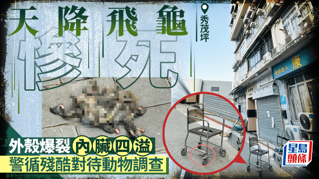 秀茂坪疑天降飛龜 外殼爆裂慘死 警循殘酷對待動物調查