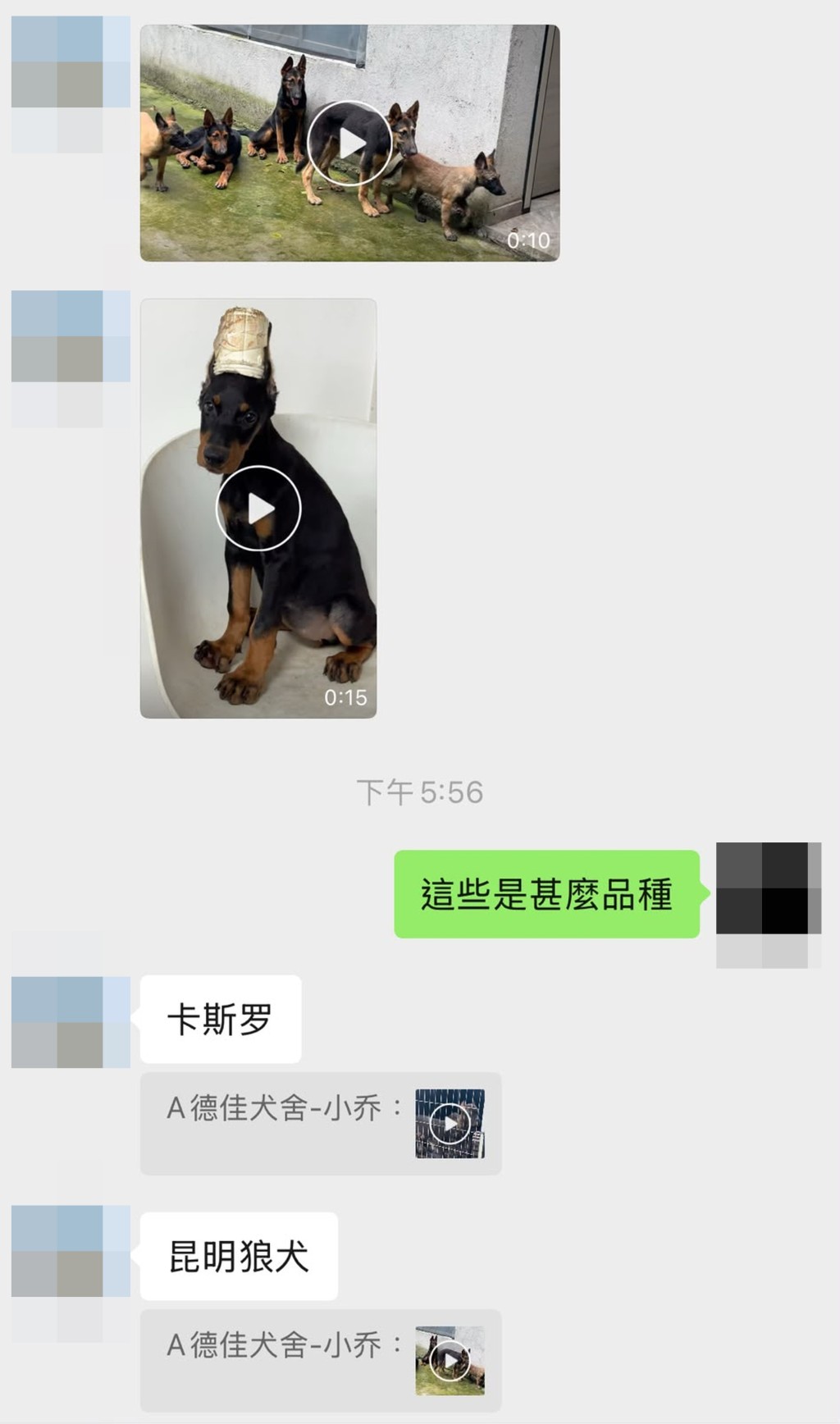 賣家介紹不同狗隻。 賣家介紹不同狗隻。