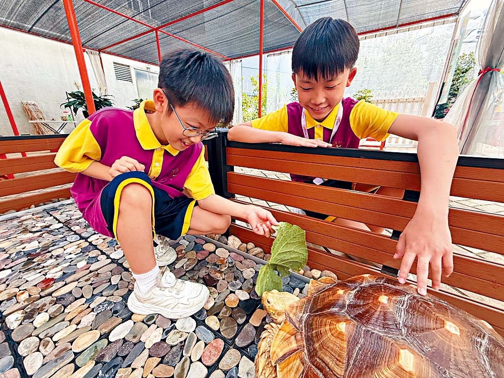 學校飼養的盾臂龜成為校內明星,深受師生喜愛。 學校飼養的盾臂龜成為校內明星,深受師生喜愛。