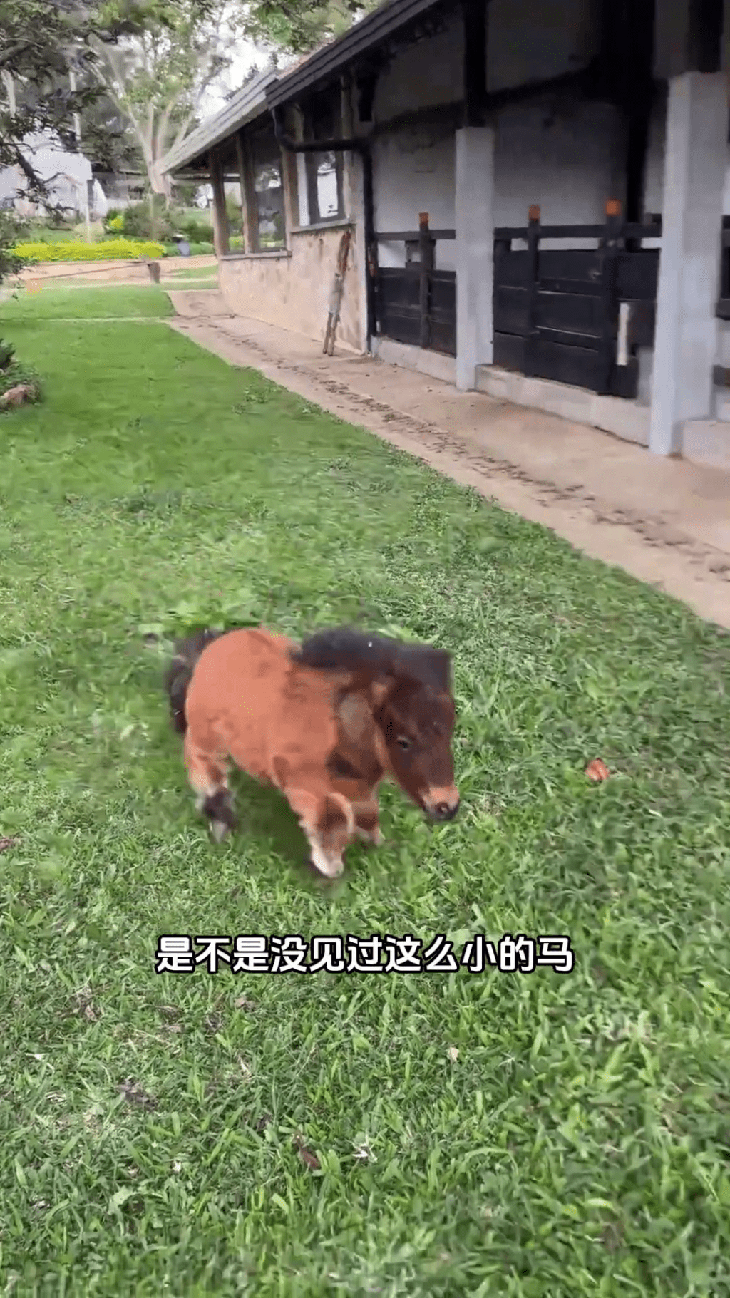 迷你馬在內地社交平台上爆紅。 迷你馬在內地社交平台上爆紅。