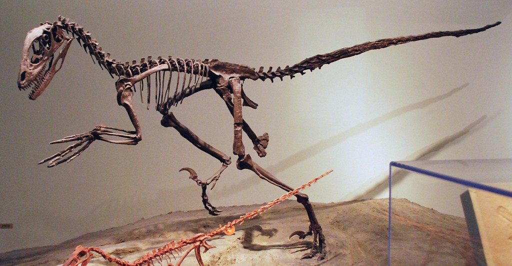 恐爪龙化石。