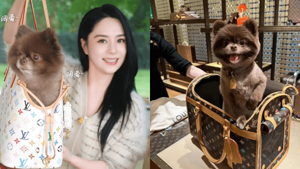 阿嬌鍾欣潼富養寵物  愛犬用3萬元LV、名車代步、坐頭等艙  網民羨慕：我都想做狗