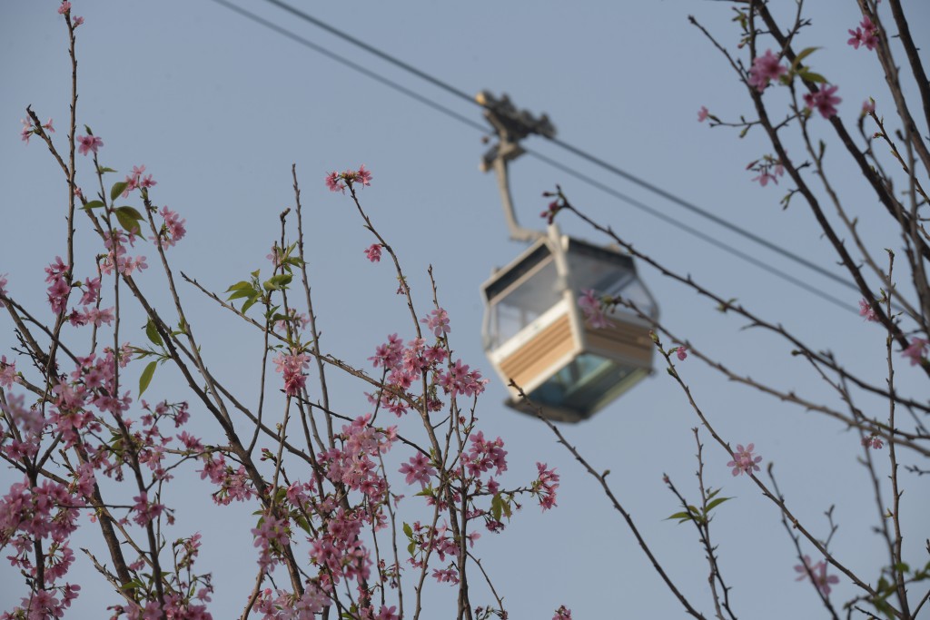 櫻花與纜車相映成趣。陳浩元攝