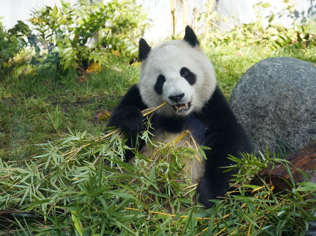 聖迭戈動物園舉行大熊貓新館開館儀式，大熊貓「雲川」和「鑫寶」正式與遊客見面。中新社