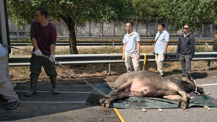 受傷水牛中麻醉槍被救走。