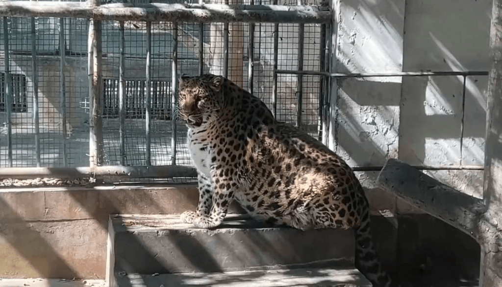 四川攀枝花動物園一隻金錢豹，被網民形容胖得如海豹般。