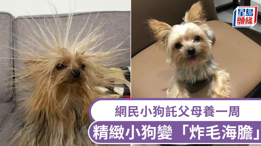 小狗託父母養一周大走樣，精緻名媛慘變「炸毛海膽」網民笑爆。
